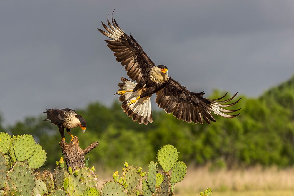 Crested caracara in flight-Rio Grande Valley-Texas art print by Adam Jones for $57.95 CAD