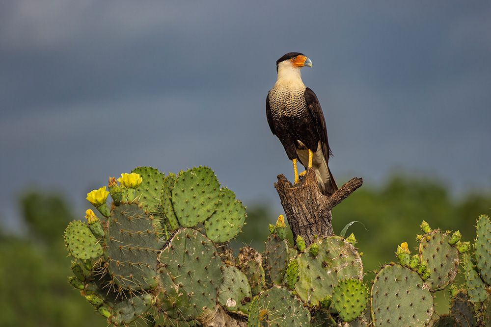 Crested caracara perched-Rio Grande Valley-Texas art print by Adam Jones for $57.95 CAD