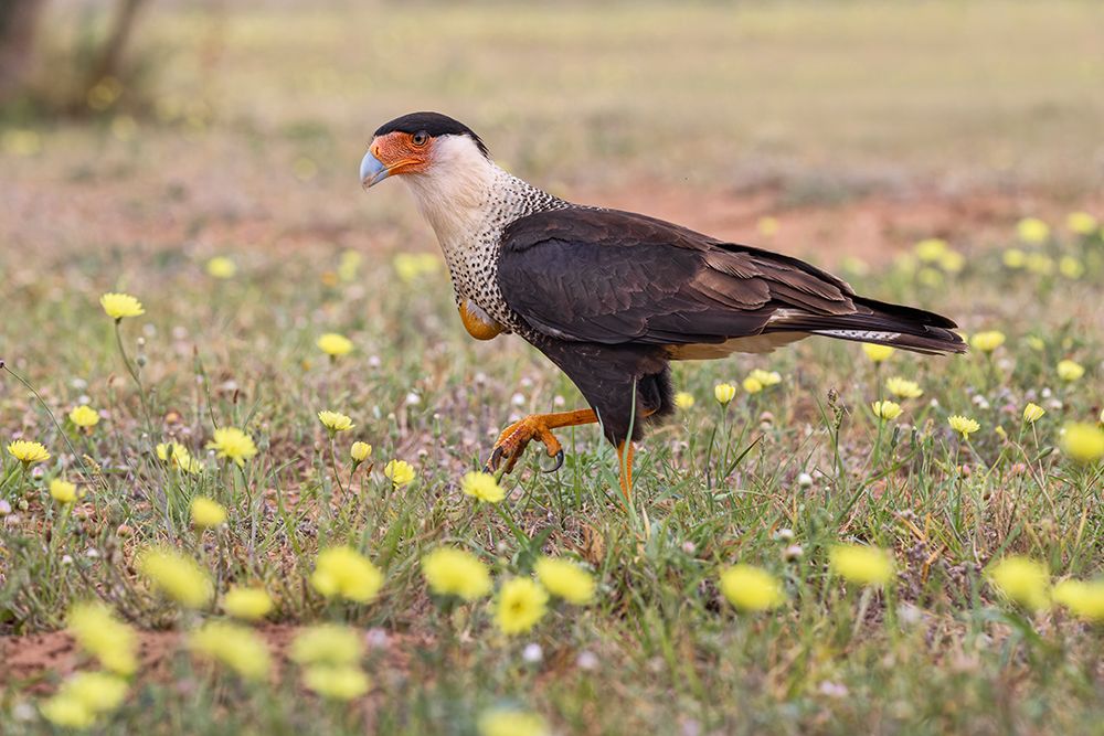 Crested caracara with full crop on the ground among yellow flowers-Rio Grande Valley-Texas art print by Adam Jones for $57.95 CAD
