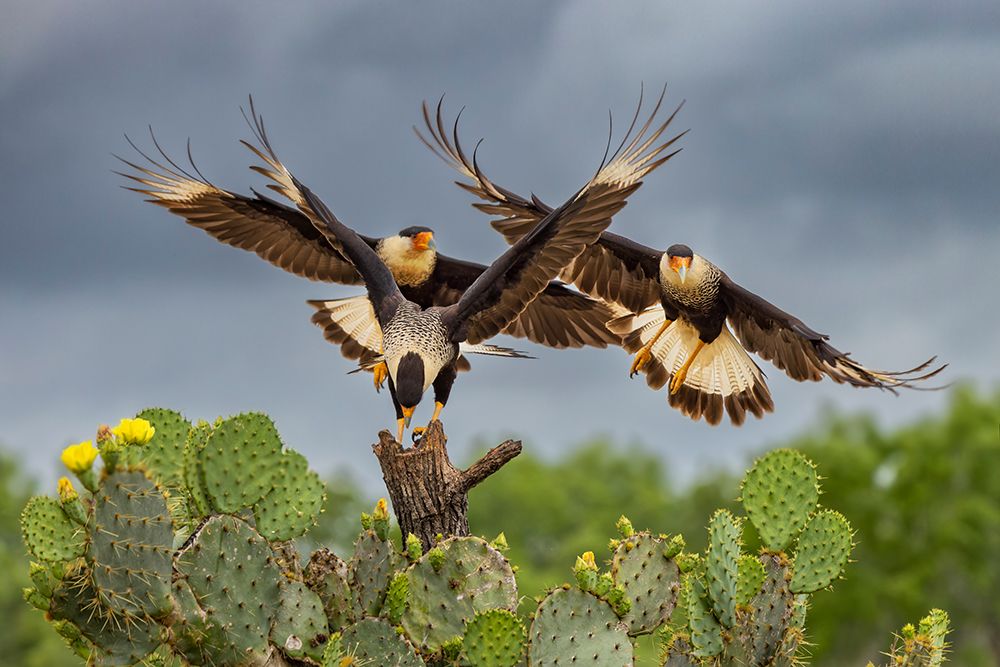 Crested caracara in flight-Rio Grande Valley-Texas art print by Adam Jones for $57.95 CAD