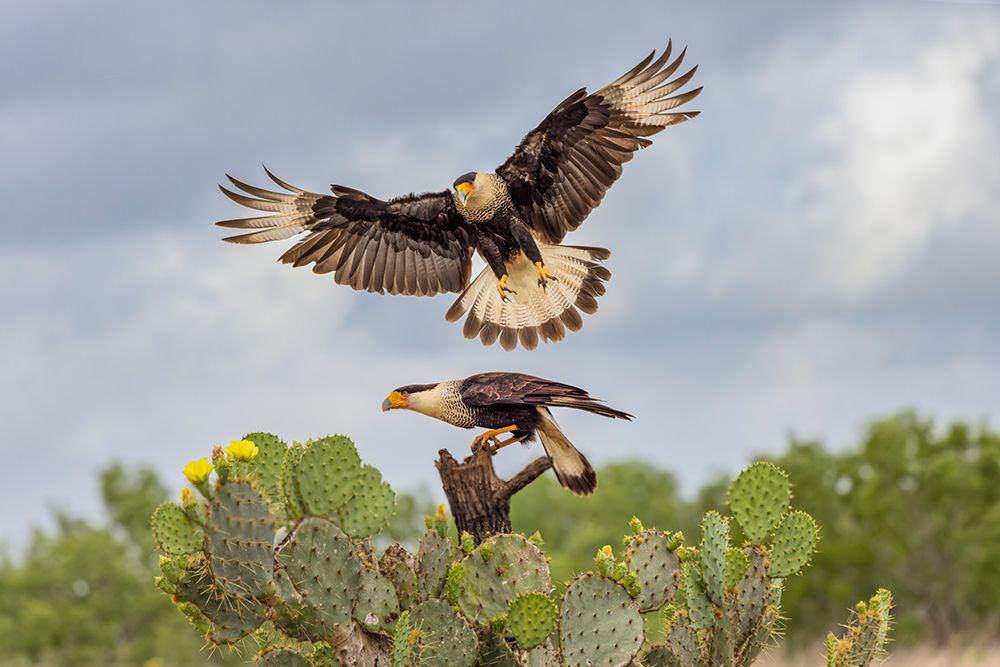 Crested caracara in flight-Rio Grande Valley-Texas art print by Adam Jones for $57.95 CAD