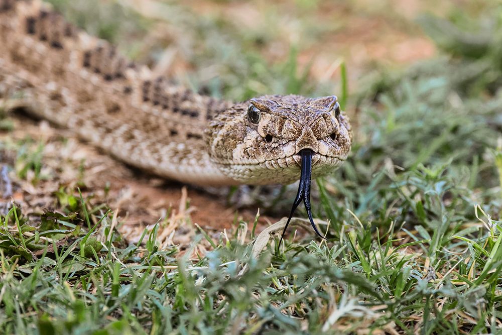 Western diamondback rattlesnake or Texas diamond-back-Rio Grande Valley-Texas art print by Adam Jones for $57.95 CAD