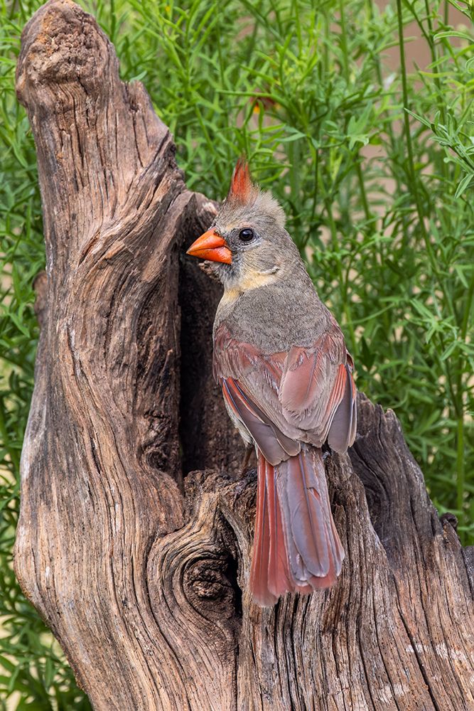 Female Northern Cardinal-Rio Grande Valley-Texas art print by Adam Jones for $57.95 CAD
