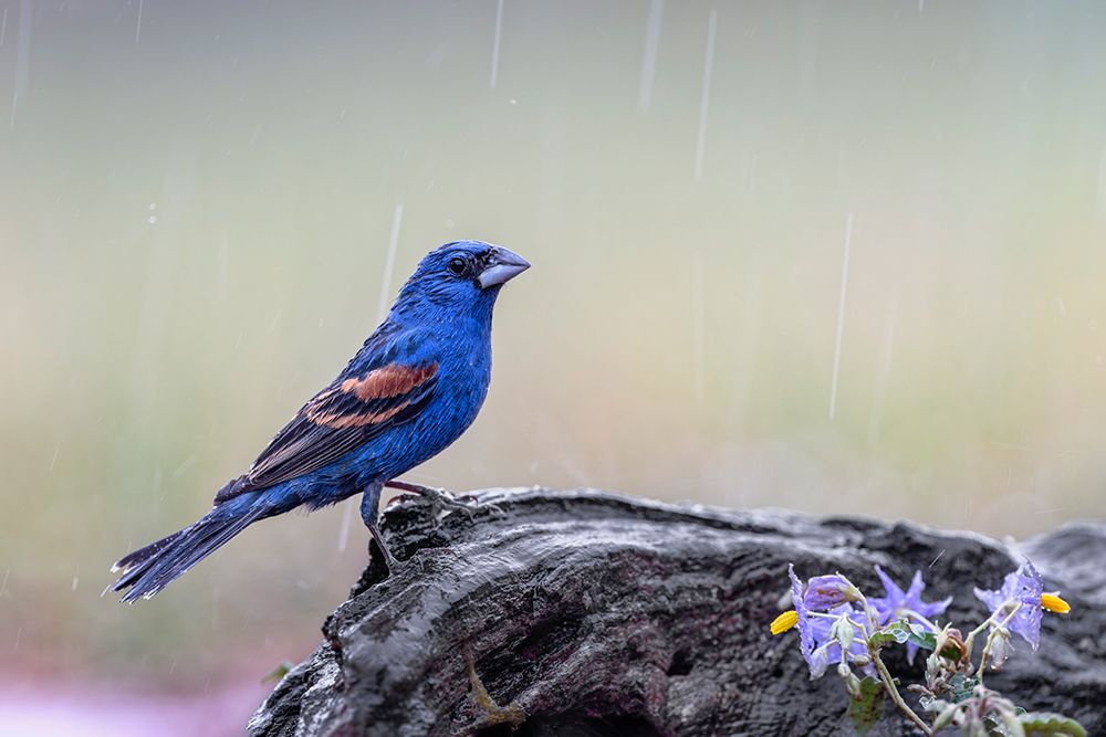Male Blue grosbeak in the rain-Rio Grande Valley-Texas art print by Adam Jones for $57.95 CAD