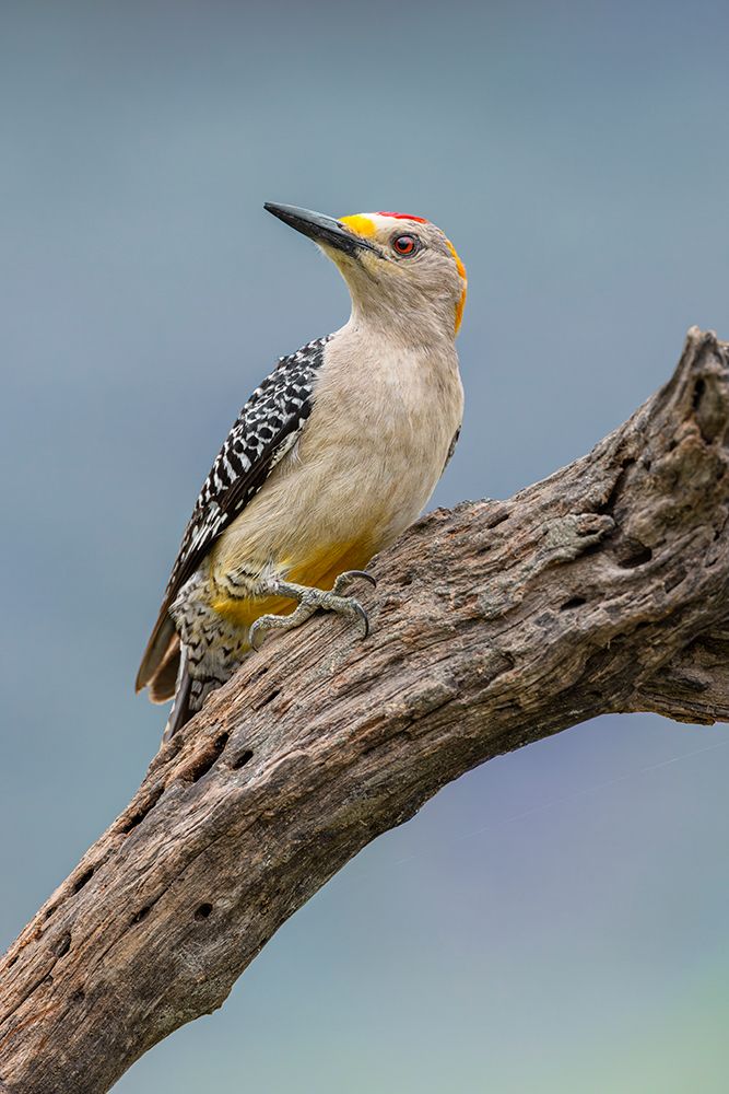 Golden-fronted woodpecker-Rio Grande Valley-Texas art print by Adam Jones for $57.95 CAD