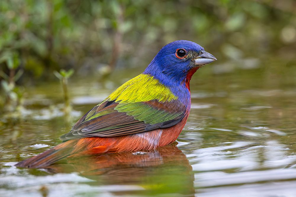 Painted bunting bathing-Rio Grande Valley-Texas art print by Adam Jones for $57.95 CAD