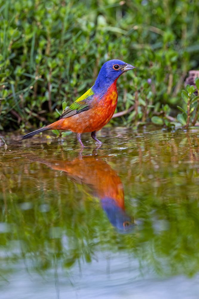 Painted bunting bathing-Rio Grande Valley-Texas art print by Adam Jones for $57.95 CAD