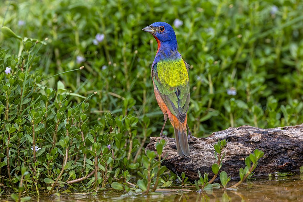 Painted bunting-Rio Grande Valley-Texas art print by Adam Jones for $57.95 CAD