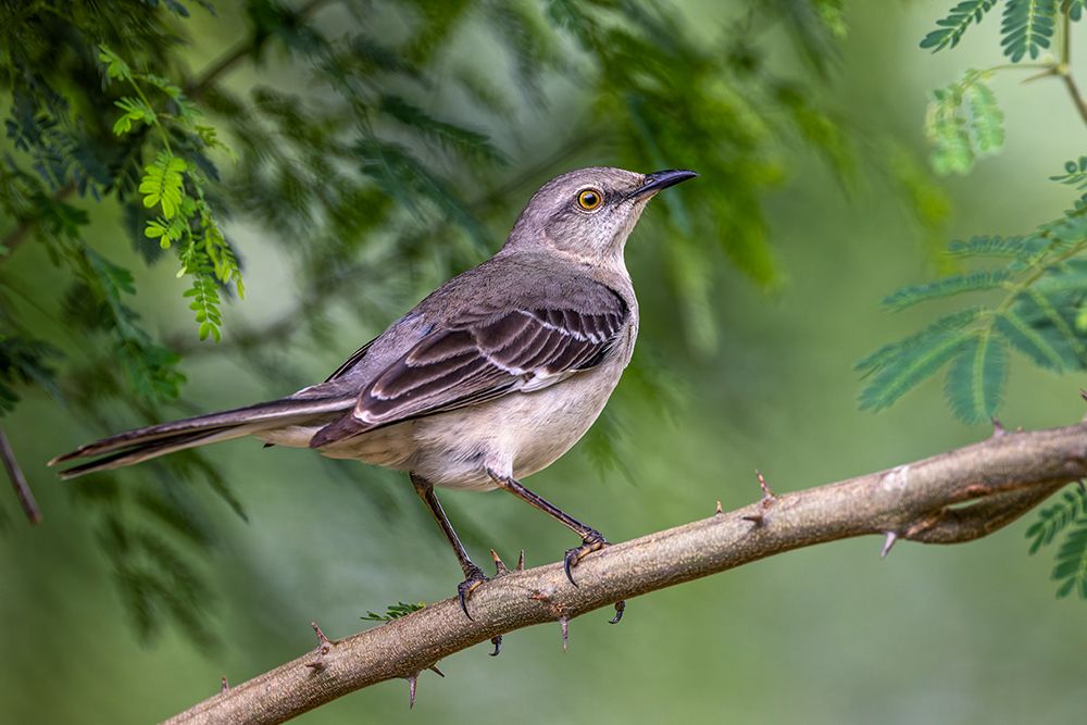 Northern mockingbird-Rio Grande Valley-Texas art print by Adam Jones for $57.95 CAD