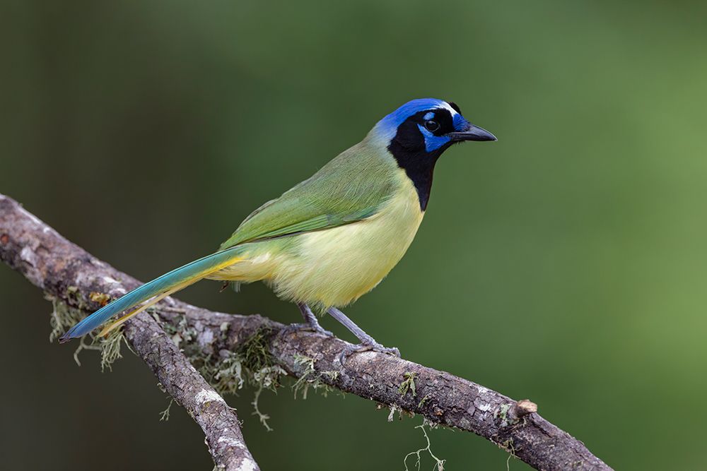 Green jay-Cyanocorax yncas-Rio Grande Valley-Texas art print by Adam Jones for $57.95 CAD