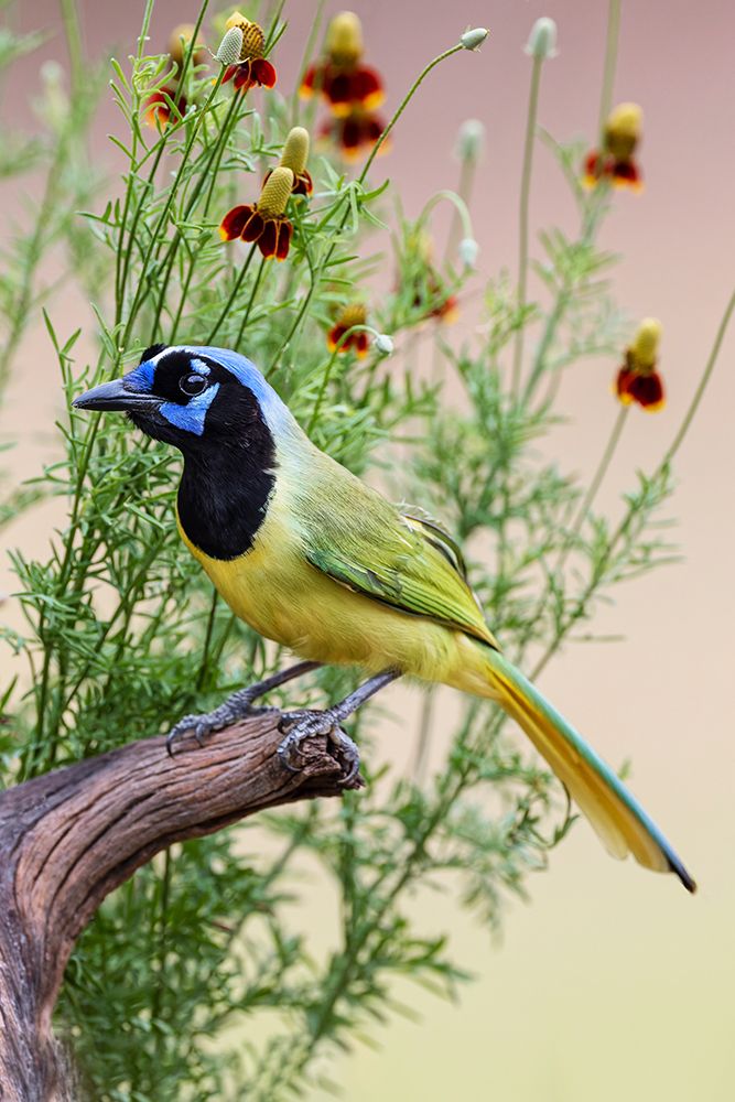 Green jay-Cyanocorax yncas-Rio Grande Valley-Texas art print by Adam Jones for $57.95 CAD