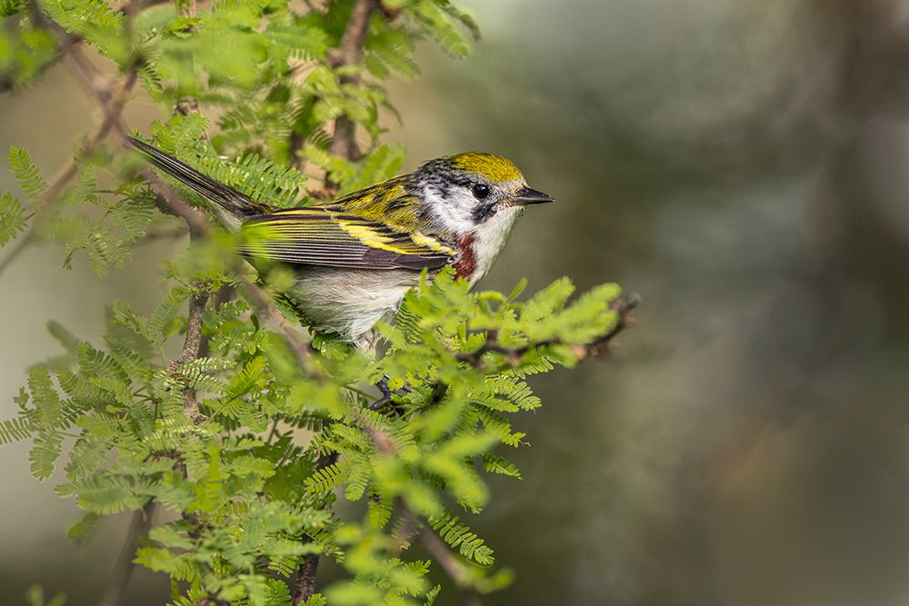 Chestnut-sided warbler on migration route-South Padre Island-Texas art print by Adam Jones for $57.95 CAD