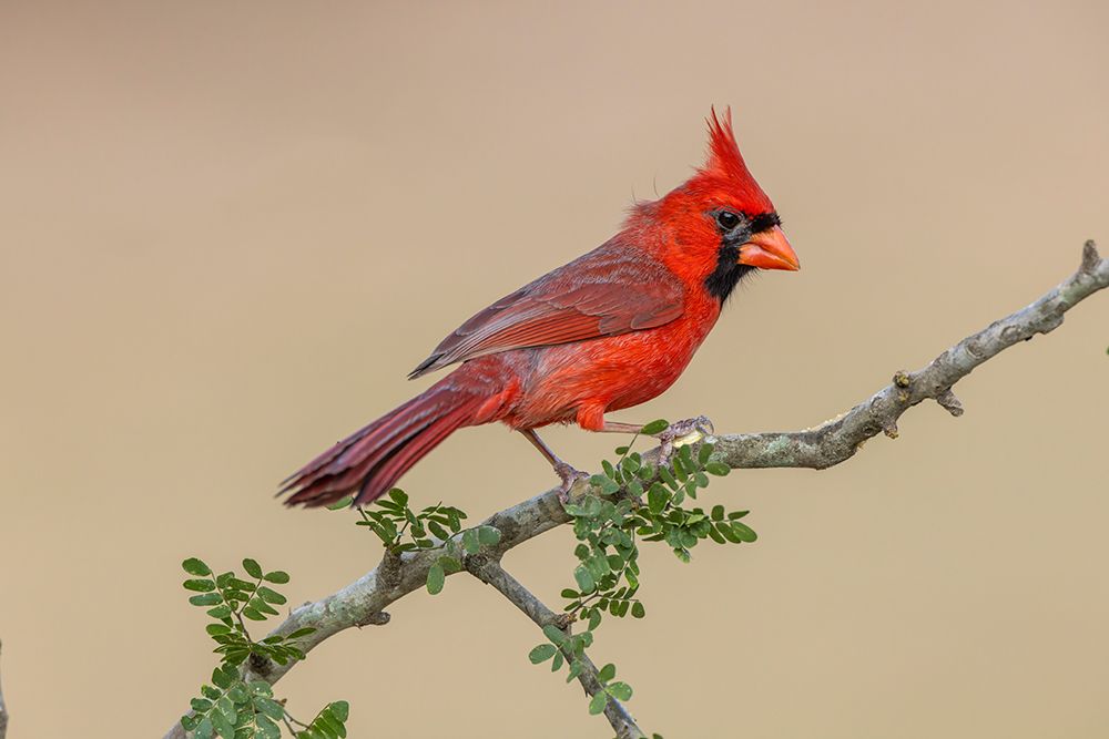Male Northern Cardinal-Rio Grande Valley-Texas art print by Adam Jones for $57.95 CAD