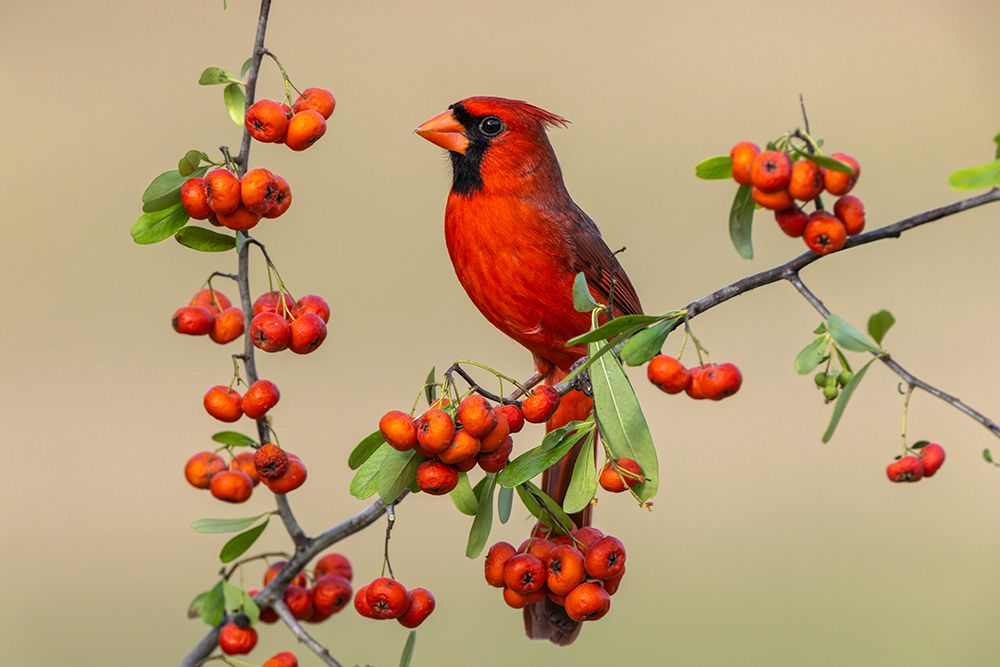 Male Northern Cardinal-Rio Grande Valley-Texas art print by Adam Jones for $57.95 CAD