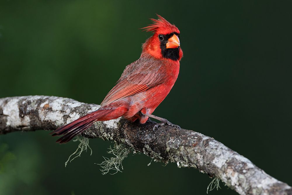Male Northern Cardinal-Rio Grande Valley-Texas art print by Adam Jones for $57.95 CAD