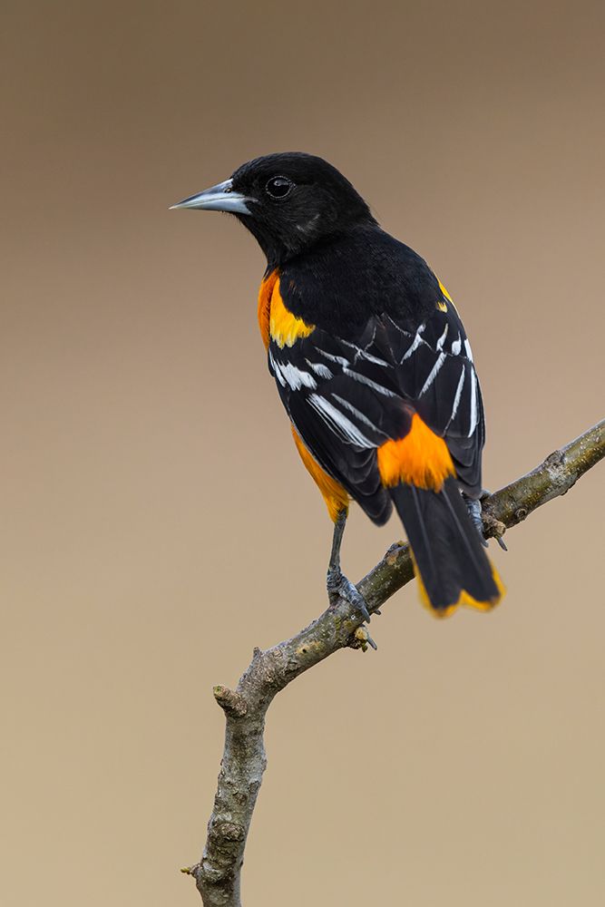 Northern oriole-Baltimore oriole-Rio Grande Valley-Texas art print by Adam Jones for $57.95 CAD