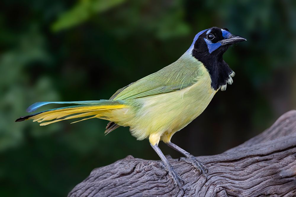 Green jay-Cyanocorax yncas-Rio Grande Valley-Texas art print by Adam Jones for $57.95 CAD