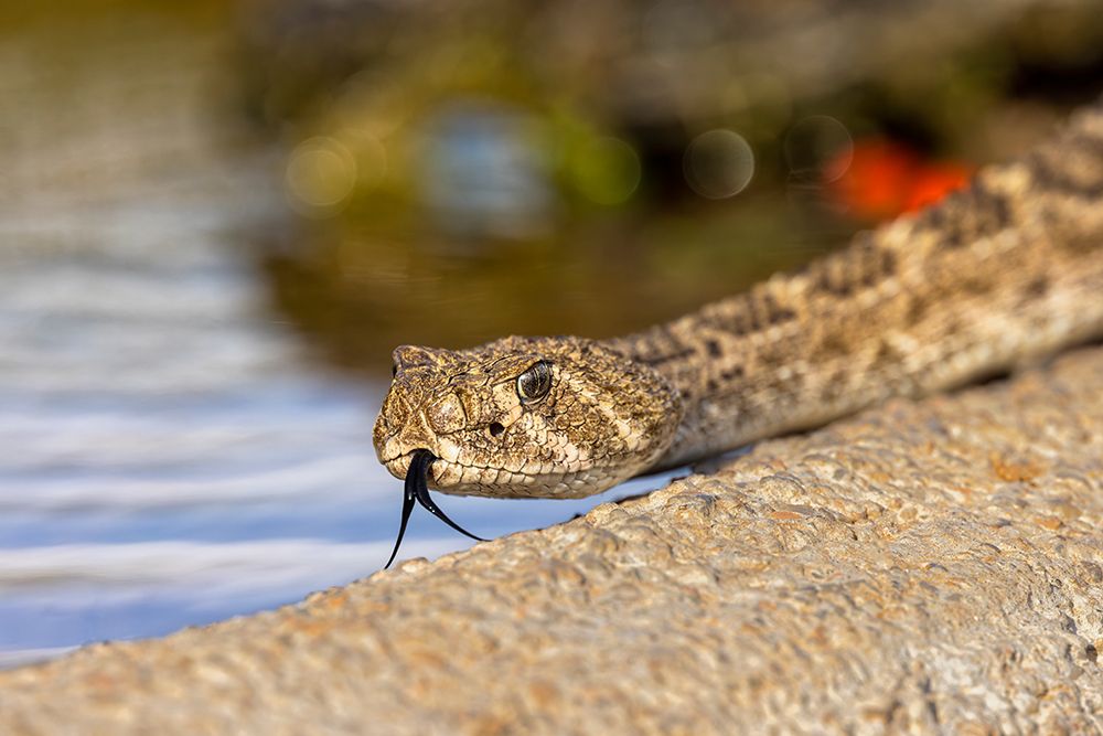 Western diamondback rattlesnake or Texas diamond-back-Rio Grande Valley-Texas art print by Adam Jones for $57.95 CAD