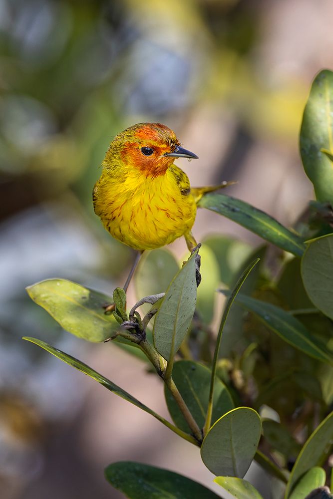 Male Mangrove warbler-yellow warbler-South Padre Island-Texas art print by Adam Jones for $57.95 CAD