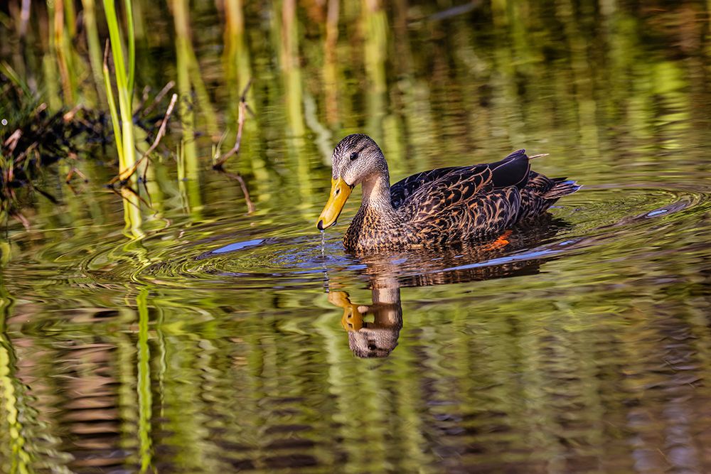 Female mallard and reflection-South Padre Island-Texas art print by Adam Jones for $57.95 CAD