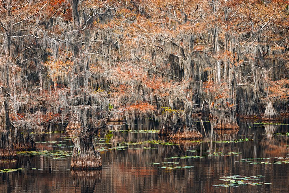 Bald cypress trees and autumn colors in southern swamp, Caddo Lake State Park, Texas art print by Adam Jones for $57.95 CAD