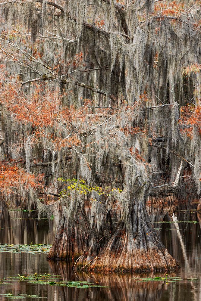Bald cypress trees and autumn colors in southern swamp, Caddo Lake State Park, Texas art print by Adam Jones for $57.95 CAD