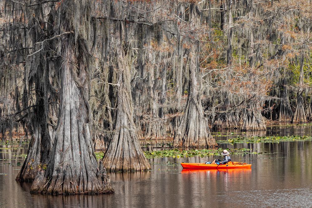 Fisherman among bald cypress trees and autumn colors in southern swamp, Caddo Lake SP, Texas art print by Adam Jones for $57.95 CAD