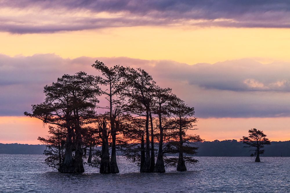 Bald cypress trees silhouetted at sunrise in southern swamp, Caddo Lake, Texas. art print by Adam Jones for $57.95 CAD