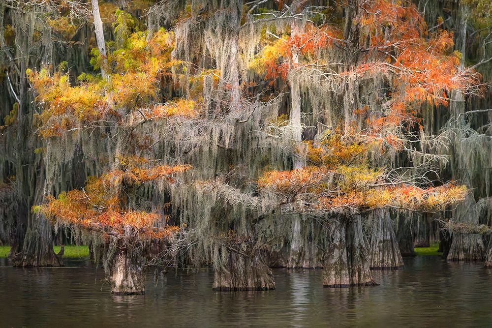 Bald cypress trees and autumn colors in southern swamp, Caddo Lake, Texas. art print by Adam Jones for $57.95 CAD