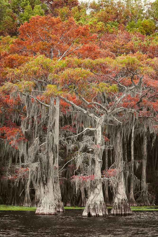 Bald cypress trees and autumn colors in southern swamp, Caddo Lake, Texas. art print by Adam Jones for $57.95 CAD