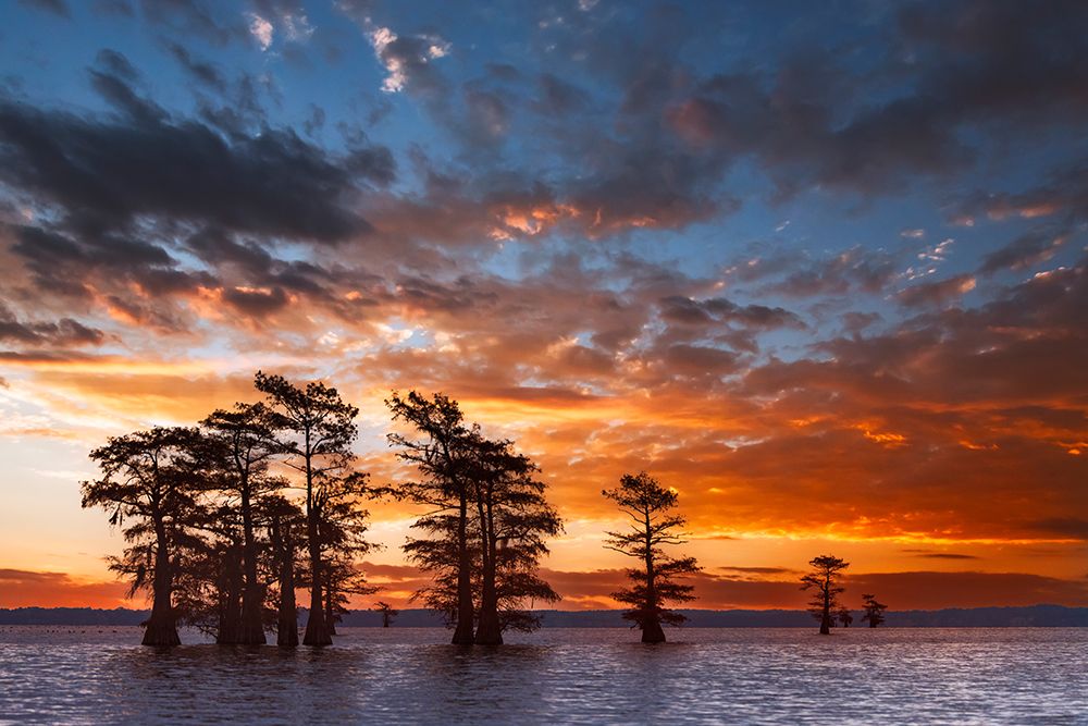 Bald cypress trees silhouetted at sunrise in southern swamp, Caddo Lake, Texas. art print by Adam Jones for $57.95 CAD