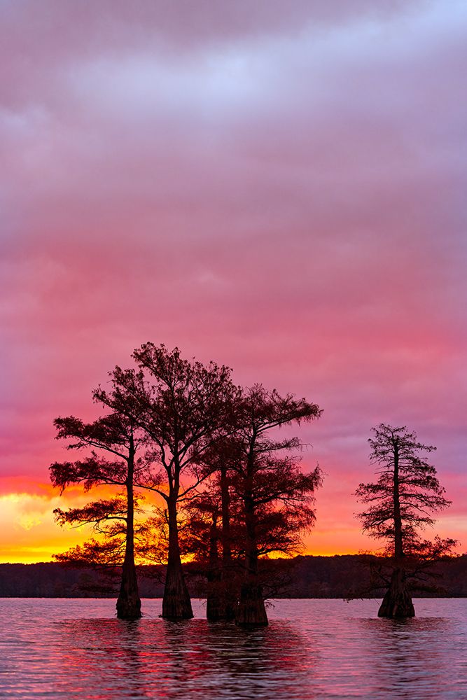 Bald cypress trees silhouetted at sunrise in southern swamp, Caddo Lake, Texas. art print by Adam Jones for $57.95 CAD