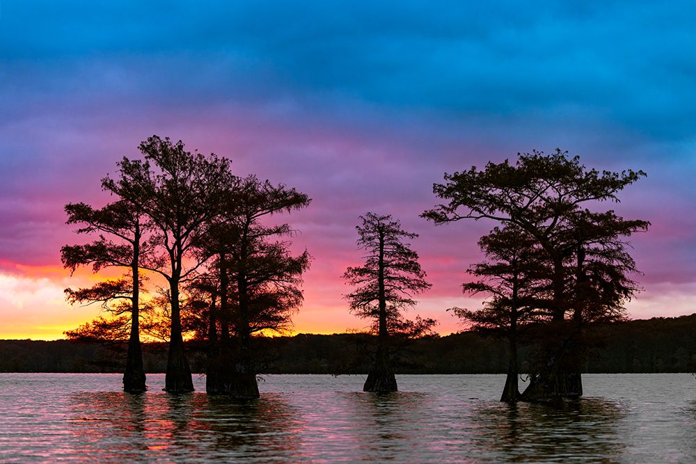 Bald cypress trees silhouetted at sunrise in southern swamp, Caddo Lake, Texas. art print by Adam Jones for $57.95 CAD