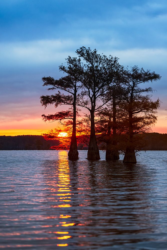 Bald cypress trees silhouetted at sunrise in southern swamp, Caddo Lake, Texas. art print by Adam Jones for $57.95 CAD