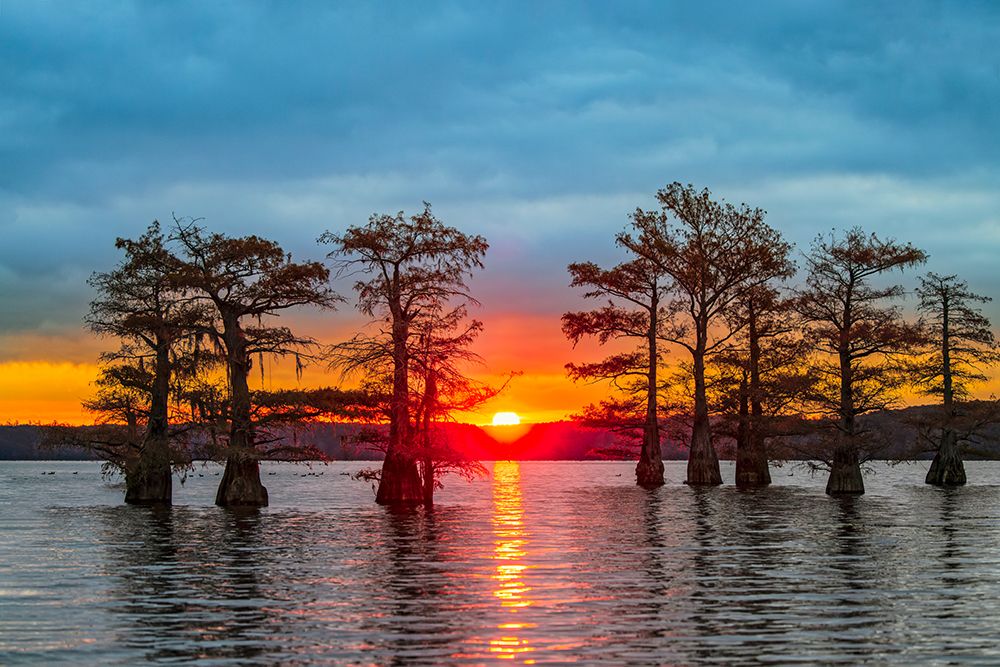 Bald cypress trees silhouetted at sunrise in southern swamp, Caddo Lake, Texas. art print by Adam Jones for $57.95 CAD