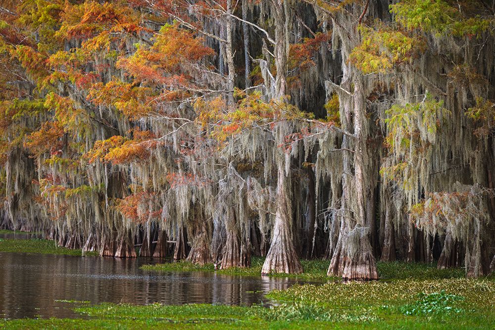 Bald cypress trees and autumn colors in southern swamp, Caddo Lake, Texas. art print by Adam Jones for $57.95 CAD