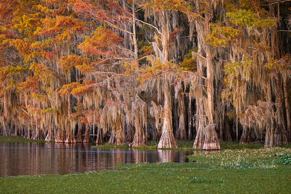 Bald cypress trees and autumn colors in southern swamp, Caddo Lake, Texas. art print by Adam Jones for $57.95 CAD