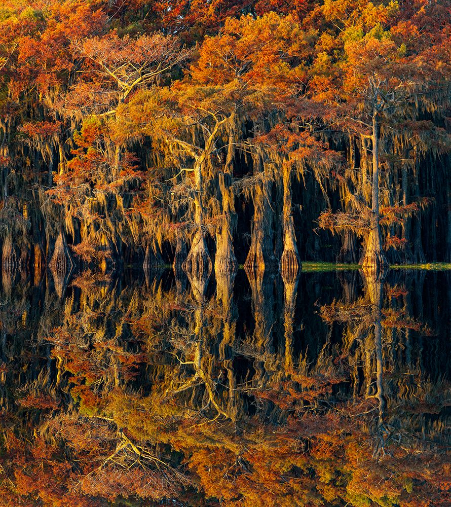 Bald cypress trees reflecting autumn colors in southern swamp, Caddo Lake, Texas. art print by Adam Jones for $57.95 CAD