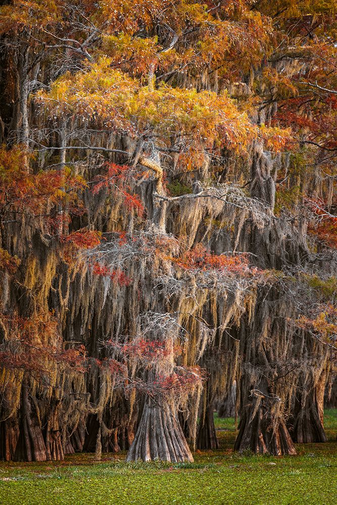 Bald cypress trees and autumn colors in southern swamp, Caddo Lake, Texas. art print by Adam Jones for $57.95 CAD