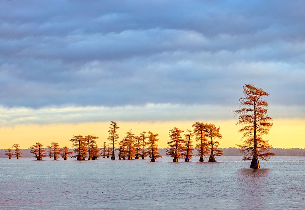 Bald cypress trees and autumn colors in southern swamp at sunrise, Caddo Lake, Texas. art print by Adam Jones for $57.95 CAD