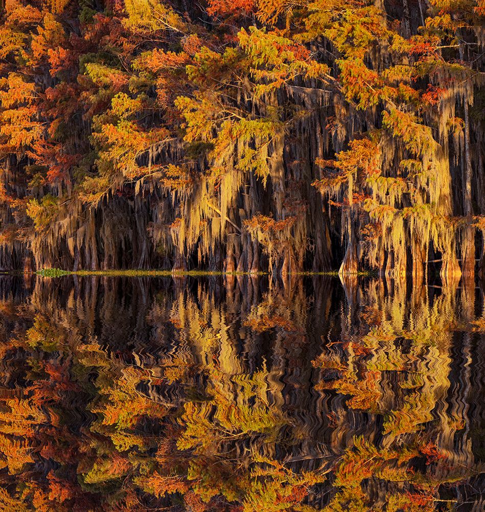Bald cypress trees reflecting autumn colors in southern swamp, Caddo Lake, Texas. art print by Adam Jones for $57.95 CAD