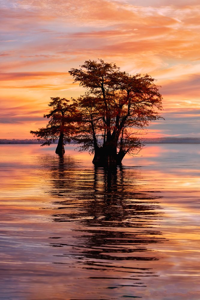 Bald cypress trees silhouetted at sunrise in southern swamp, Caddo Lake, Texas. art print by Adam Jones for $57.95 CAD