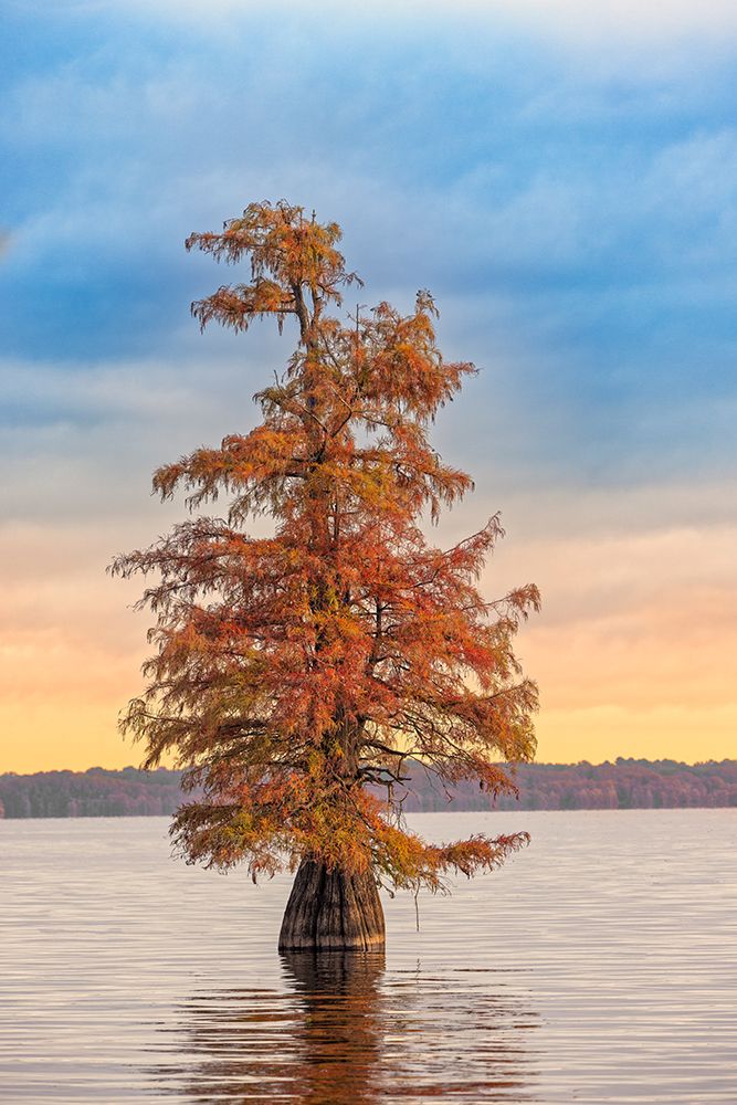 Bald cypress trees and autumn colors at sunrise in southern swamp, Caddo Lake, Texas. art print by Adam Jones for $57.95 CAD
