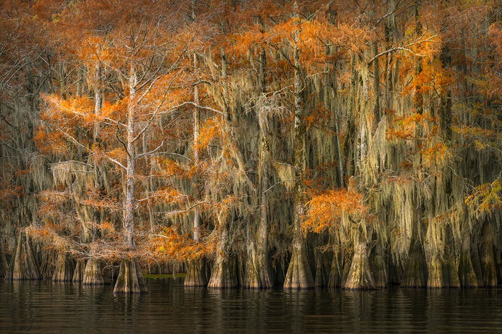Autumn colors on Caddo Lake, Texas. Worlds largest bald cypress forest. art print by Adam Jones for $57.95 CAD