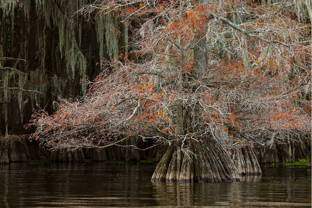 Bald cypress trees and autumn colors in southern swamp, Caddo Lake, Texas. art print by Adam Jones for $57.95 CAD