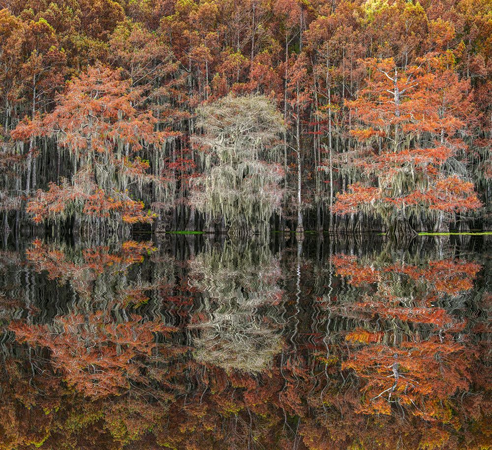 Bald cypress trees reflecting autumn colors in southern swamp, Caddo Lake, Texas. art print by Adam Jones for $57.95 CAD