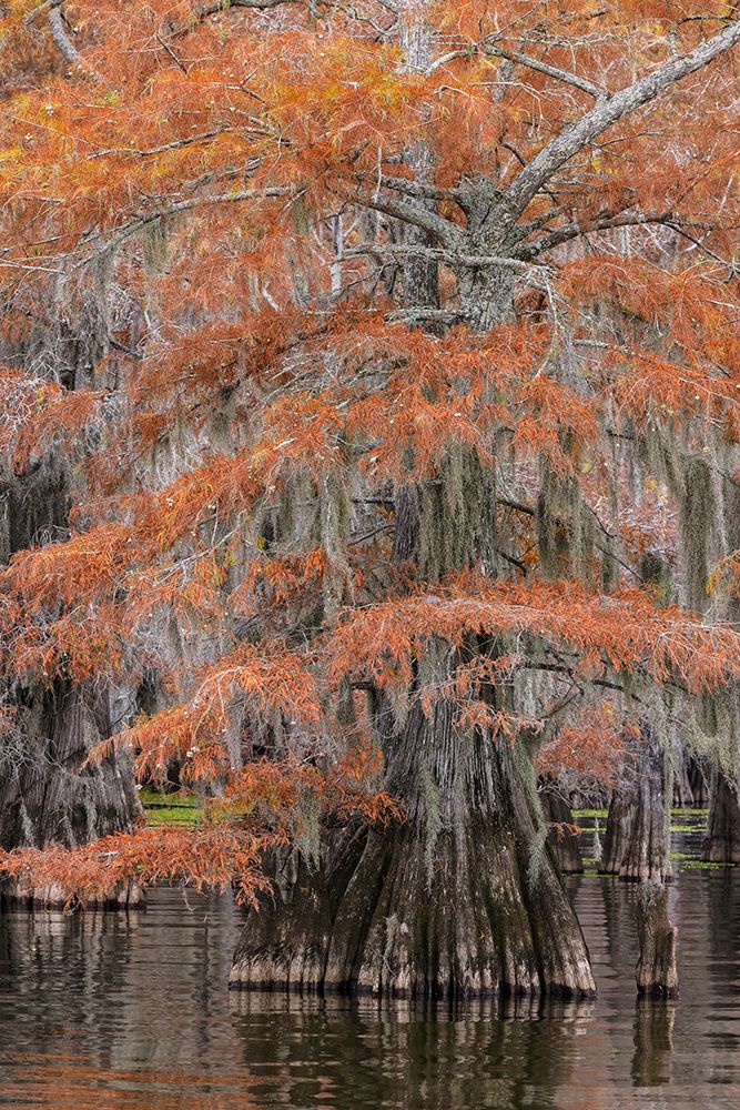 Bald cypress trees and autumn colors in southern swamp, Caddo Lake, Texas. art print by Adam Jones for $57.95 CAD