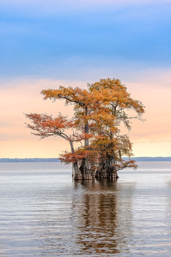 Bald cypress trees and autumn colors at sunrise in southern swamp, Caddo Lake, Texas. art print by Adam Jones for $57.95 CAD