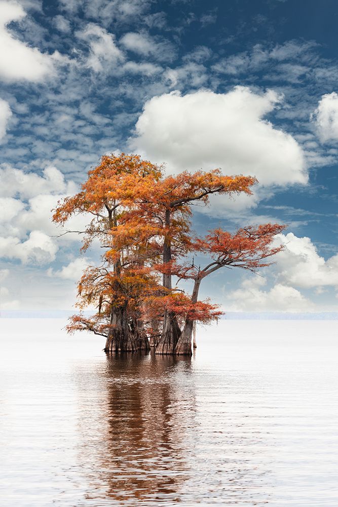 Bald cypress trees and autumn colors at sunrise in southern swamp, Caddo Lake, Texas. art print by Adam Jones for $57.95 CAD