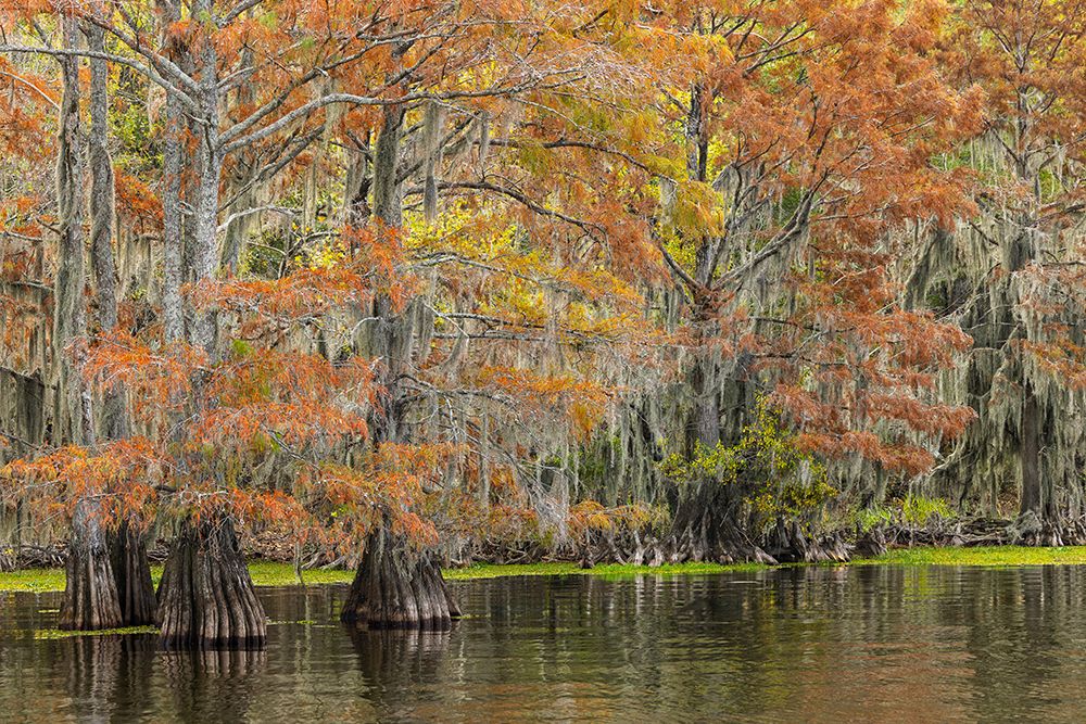 Bald cypress trees and autumn colors in southern swamp, Caddo Lake, Texas. art print by Adam Jones for $57.95 CAD